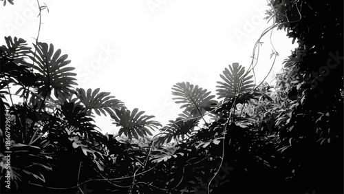 Monstera leaves against a bright sky in black and white.