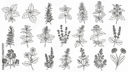 Collection of Hand Drawn Botanical Illustrations of Various Herbs.