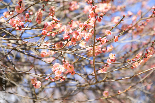 Spring Pink Plum Flowers Natural Floral Background