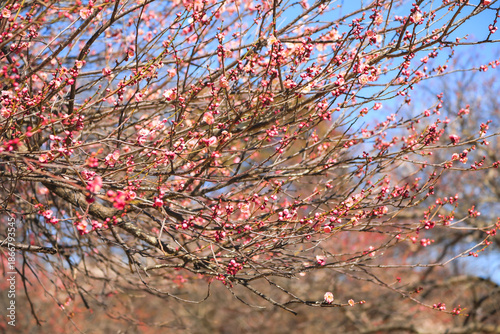 Soft Pink Plum Flowers in Spring Season