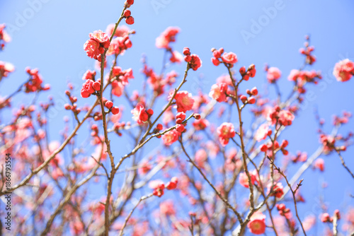 Pink Plum Blossom Flowers with Copy Space