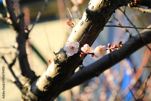Blooming Pink Plum Flowers Background