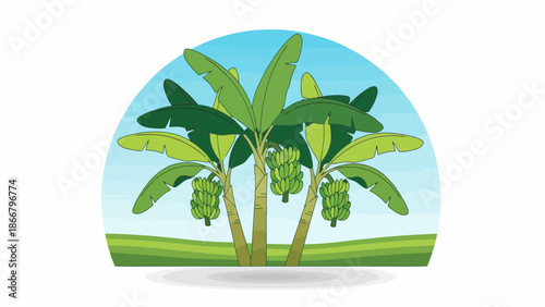 Banana Trees Growing In Open Orchard Landscape.