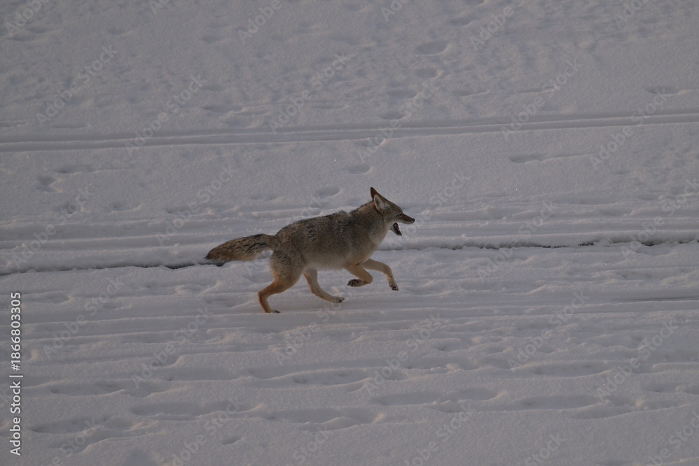 Fototapeta premium coyote in winter, coyote running on the lake, Coyote in the snow, winter, Canada, wildlife, nature, snow, wild