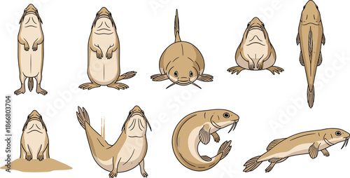 Fish to amphibian evolution sequence, metamorphosis stages illustration, black and white design, minimal style, biological transformation concept