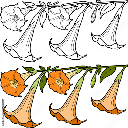 Flat Vector Illustration of Datura Flower Cluster on Branch: Black and White Line Art Outlines and Orange Colored Version with Green Leaves – Botanical Cluster