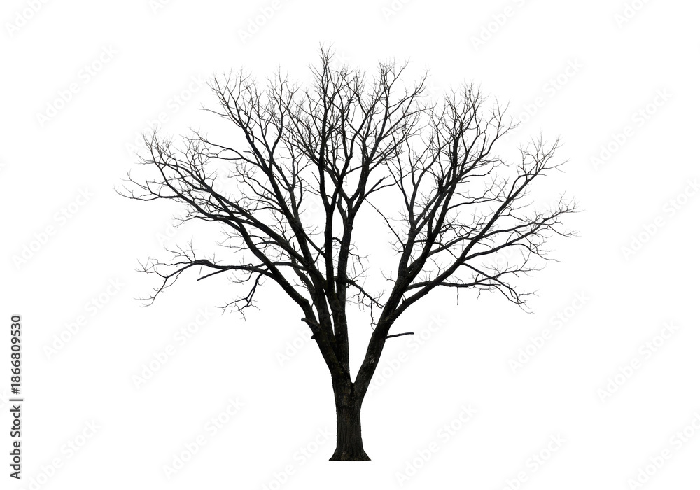 Obraz premium A solitary tree with intricate branches silhouetted against a clear sky