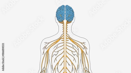 Illustration showing the central nervous system highlighted including the posterior view of the human brain and the extensive network of peripheral nerves originating from the spinal cord.