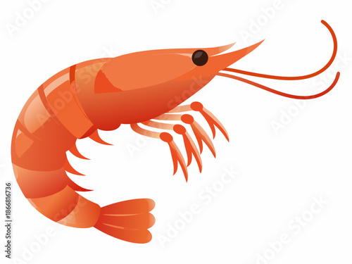 A vibrant illustration of a single orange shrimp with detailed anatomy