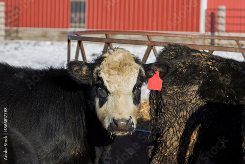 Schilderij op canvas Black baldy steer looking at camera