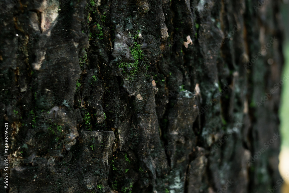 Obraz premium tree bark background