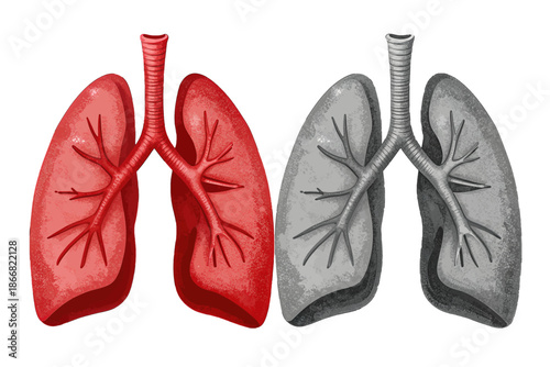 Healthy and inflamed human lungs comparison isolated