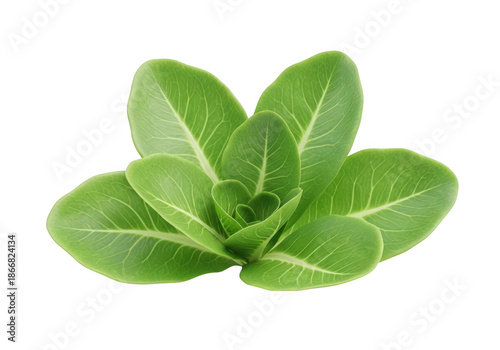 3d icon of fresh green lettuce plant isolated on transparent background