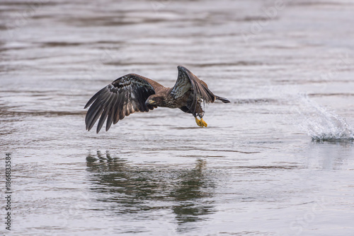 Eagle in flight fishing