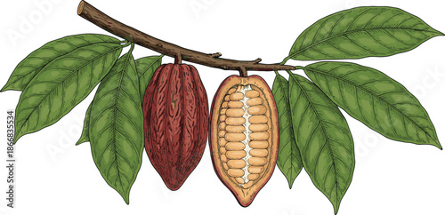 Cocoa,pod,illustration,botanical,plant,branch,leaves,tropical,cacao,fruit,cutaway,anatomy,organic,agriculture,farm,nature,handdrawn,engraving,vintage,design,isolated,white,background,detailed
