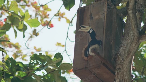 A oriental pied hornbill stands at the entrance to its nest, a man-made structure built for conservation purposes.