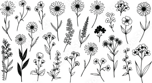 Vector illustration of wildflower and plant sketches, black and white botanical line art for nature