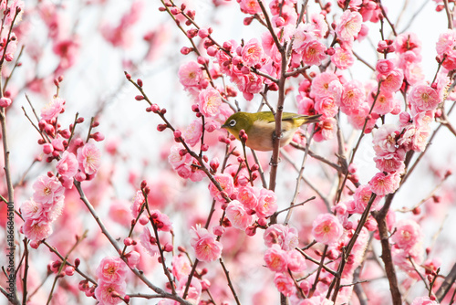梅の花の蜜を求めるメジロ