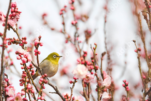 梅の花の蜜を求めるメジロ