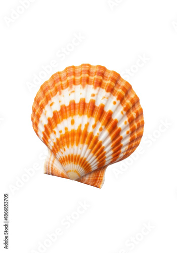 An ultra-close-up of a pristine Pecten maximus scallop seashell, vibrant orange stripes on creamy white, isolated against a transparent background with copy space, concept of marine natural beauty