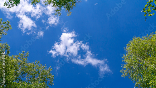 Trees and sky. Green tree branches against a blue sky and clouds.