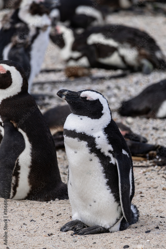 Obraz premium Spectacled penguin standing on sandy beach in South Africa. Close up of african penguin bird in natural habitat for wildlife concept.