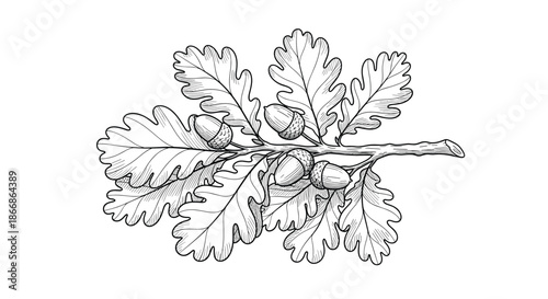 Vintage-style black and white ink drawing of an oak tree branch with detailed leaves and acorns in a classic botanical engraving style.
