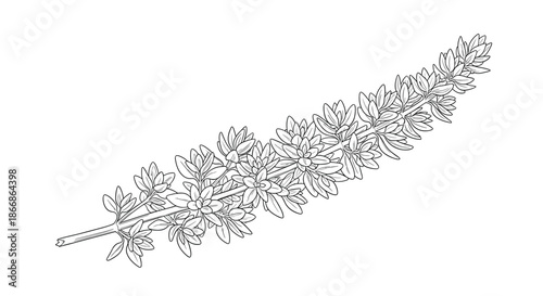 Detailed black and white botanical line art illustration of a flowering thyme plant branch, a popular culinary and medicinal herb.