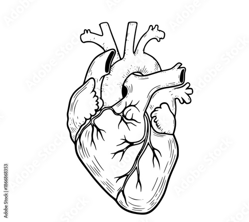 Detailed anatomical illustration of a human heart with veins and arteries on a white background with anatomy and medical and cardiovascular and health and organ