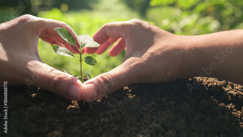 Fotografia Hands forming a heart shape around a young green plant