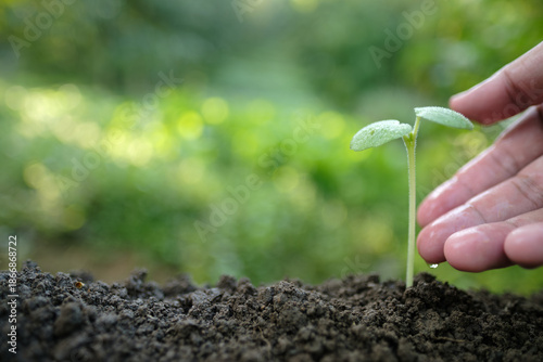 Foto A hand tenderly touching a small seedling with a water droplet