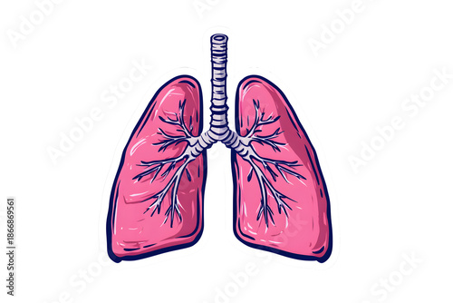 Sticker cartoon of human lungs isolated on cutout PNG or transparent background. Vintage anatomy engraving sketch organ. Design retro medicine poster. Anatomical body part vector illustration.
