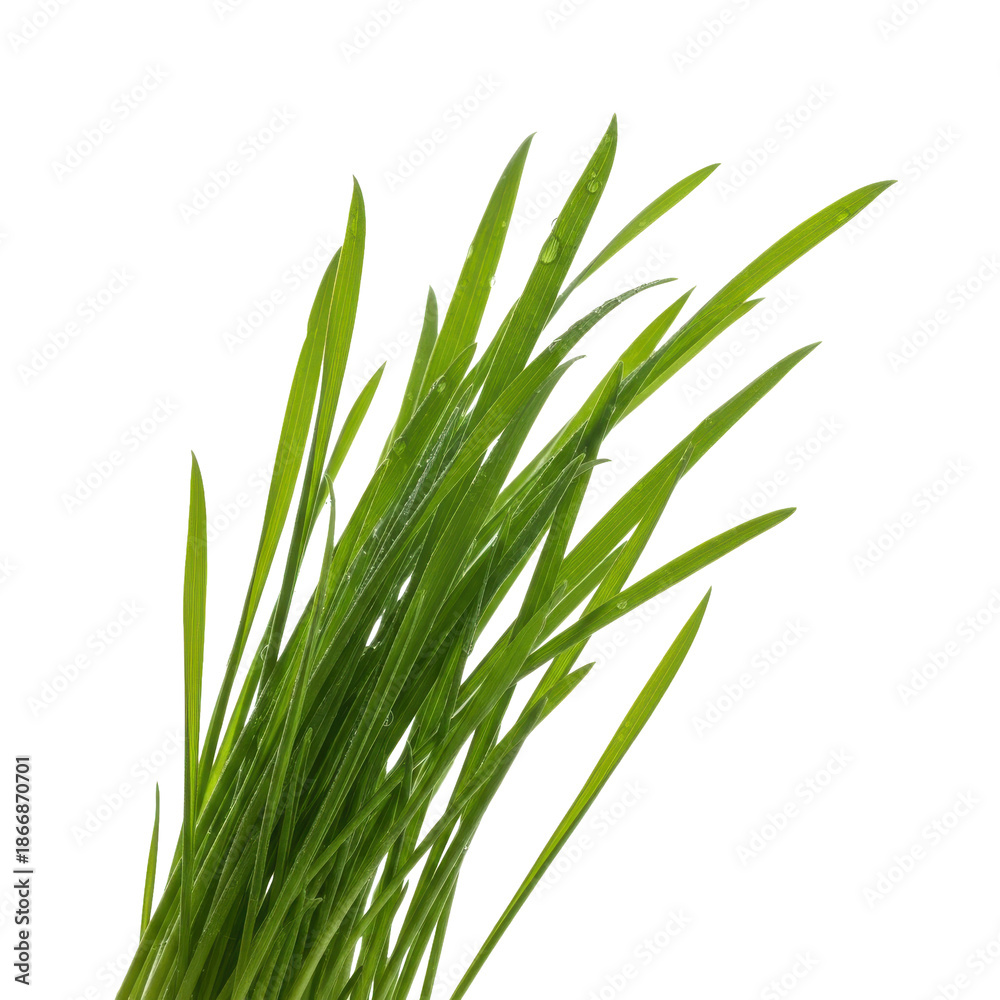 Naklejka premium Fresh Green Grass Blades Water Droplets Black Background