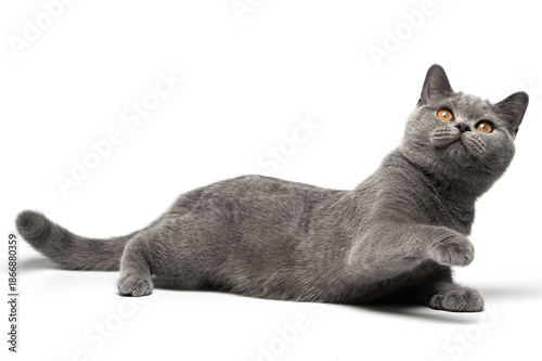 British shorthair cat with blue and grey fur lying plays joyfully energetic feline is pawing at the air, on a white background