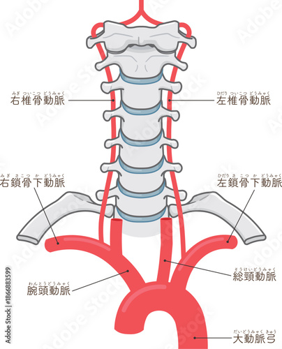 椎骨動脈、首元の動脈のイラスト Arteries in the neck illustration