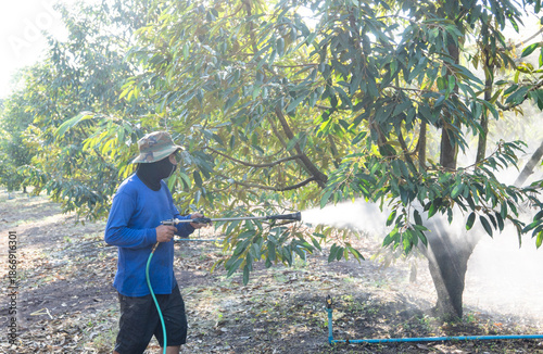 Durian farmers are highly skilled specialists.