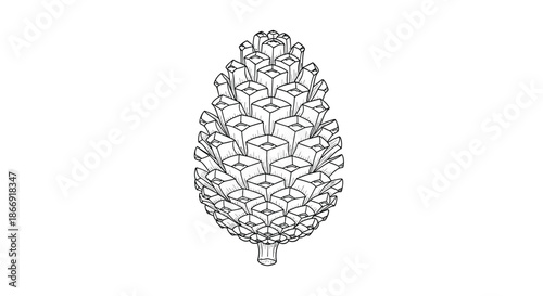 Detailed black and white sketch of a closed pine cone showing the geometric pattern of its scales on a white background.