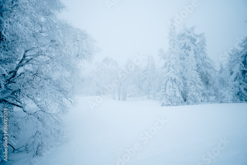 Wallpaper Mural snow-covered taiga fir trees in the snow Torontodigital.ca