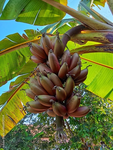Картината върху платно Red dacca banana or musa acuminata ( red dacca )