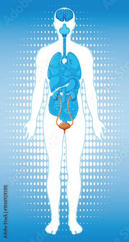 Human Body Silhouette with Highlighted Internal Organs Diagram