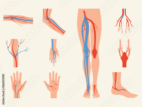 Detailed anatomical illustration showcasing the intricate network of major human arteries and veins within the limbs and specific joints illustrating systemic circulation pathways.