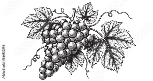 Grape cluster botanical vintage engraving isolated on white background