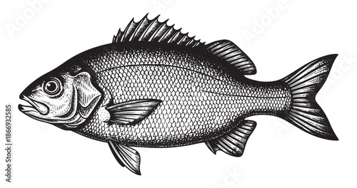 Fish vintage engraving illustration isolated on white background