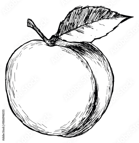 Hand drawn illustration of an apple depicting a fresh organic fruit for healthy food concepts