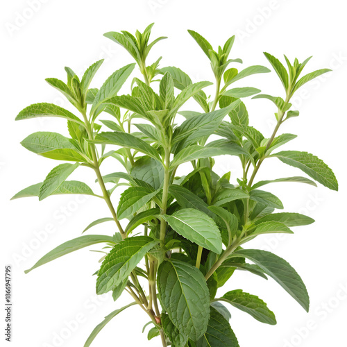 Fresh herbal green leafy plant, background removal for botanical illustrations
