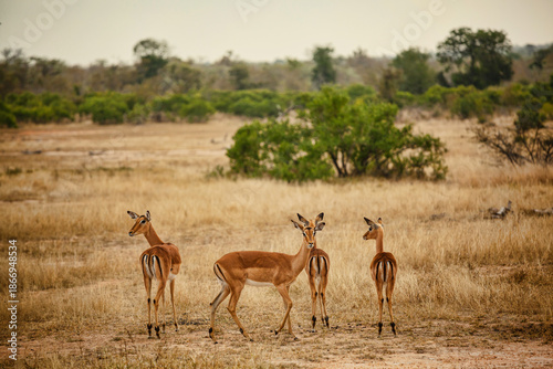 Photography gazelle in the wild