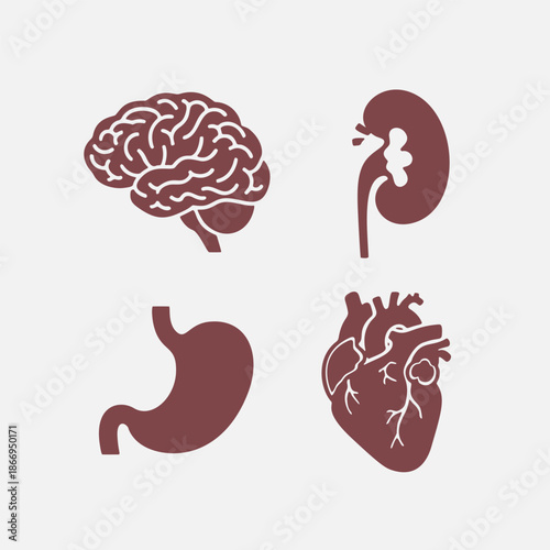 Stylized illustrations of vital human internal organs for anatomical study and medical visualization