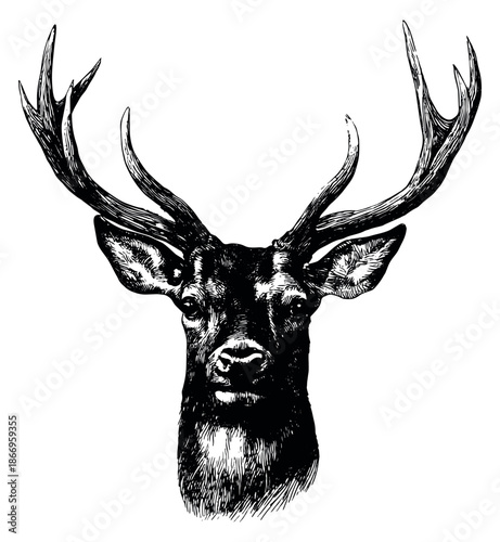 Hand drawn line art illustration of a stag head depicting an animal portrait for nature and wildlife designs