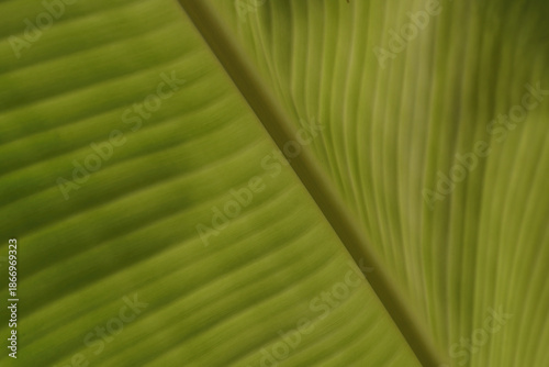 The beautiful surface of a banana leaf
