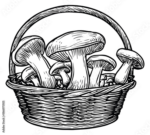 Hand drawn line art illustration of mushrooms in a basket depicting a fresh autumn harvest for nature and cooking designs